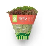 Alface Crespa Verde e Roxa Hidropnica Oba Bem Querer