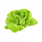 Alface Lisa Hidropnico Watanabe