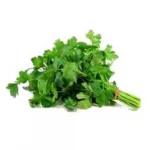 Coentro Higienizado Oba