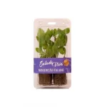 Manjerico Italiano Salada Viva